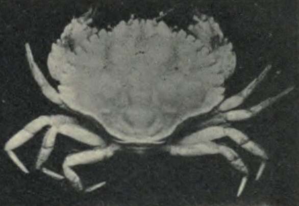 Image of Cancroidea Latreille 1802