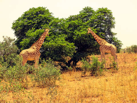 Image of Giraffe