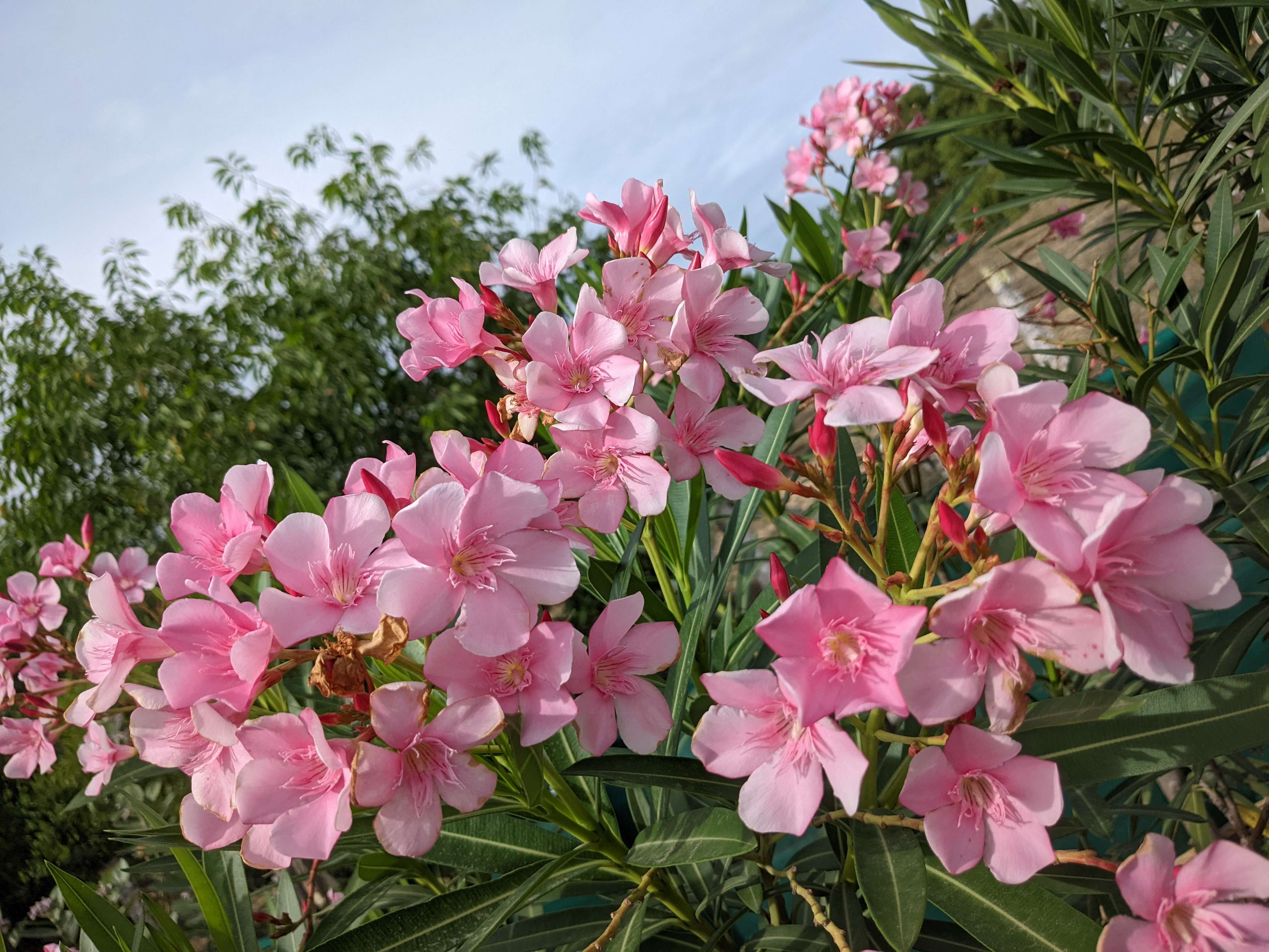 Image of Oleander