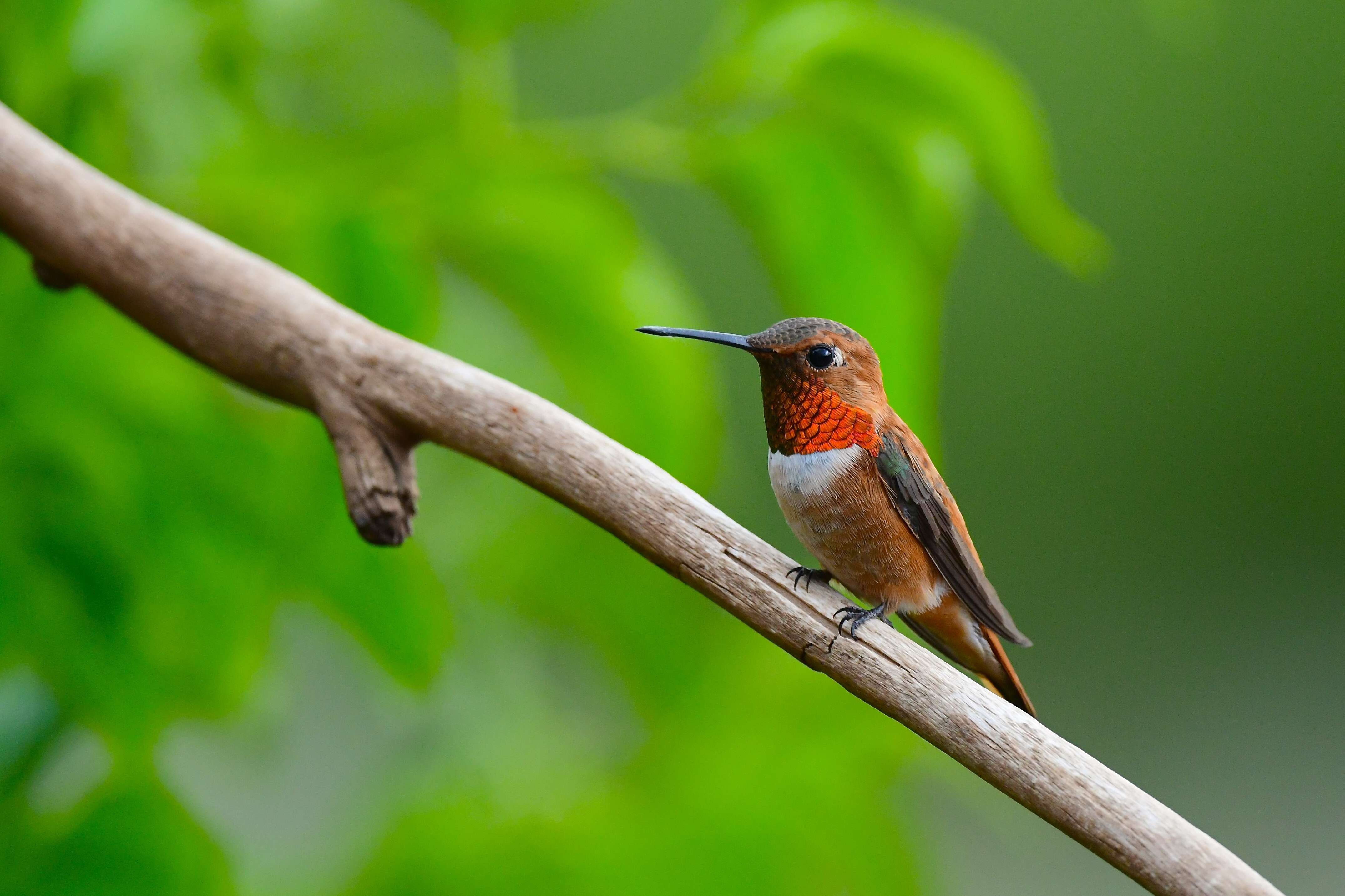 Image de Colibri roux