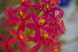 Image of Lopsided star orchid