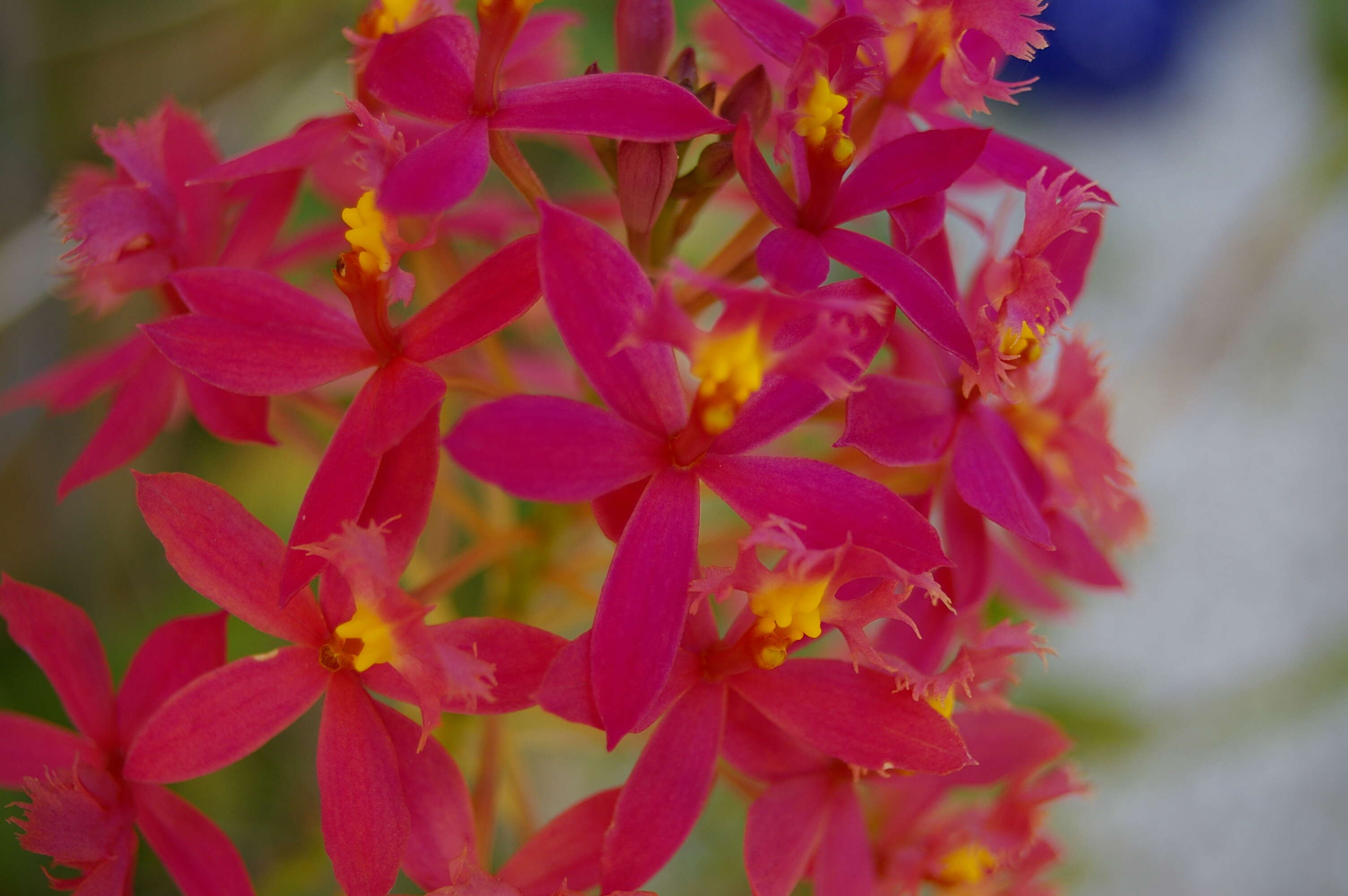 Image of Lopsided star orchid