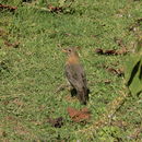 Image of Turdus rufitorques Hartlaub 1844