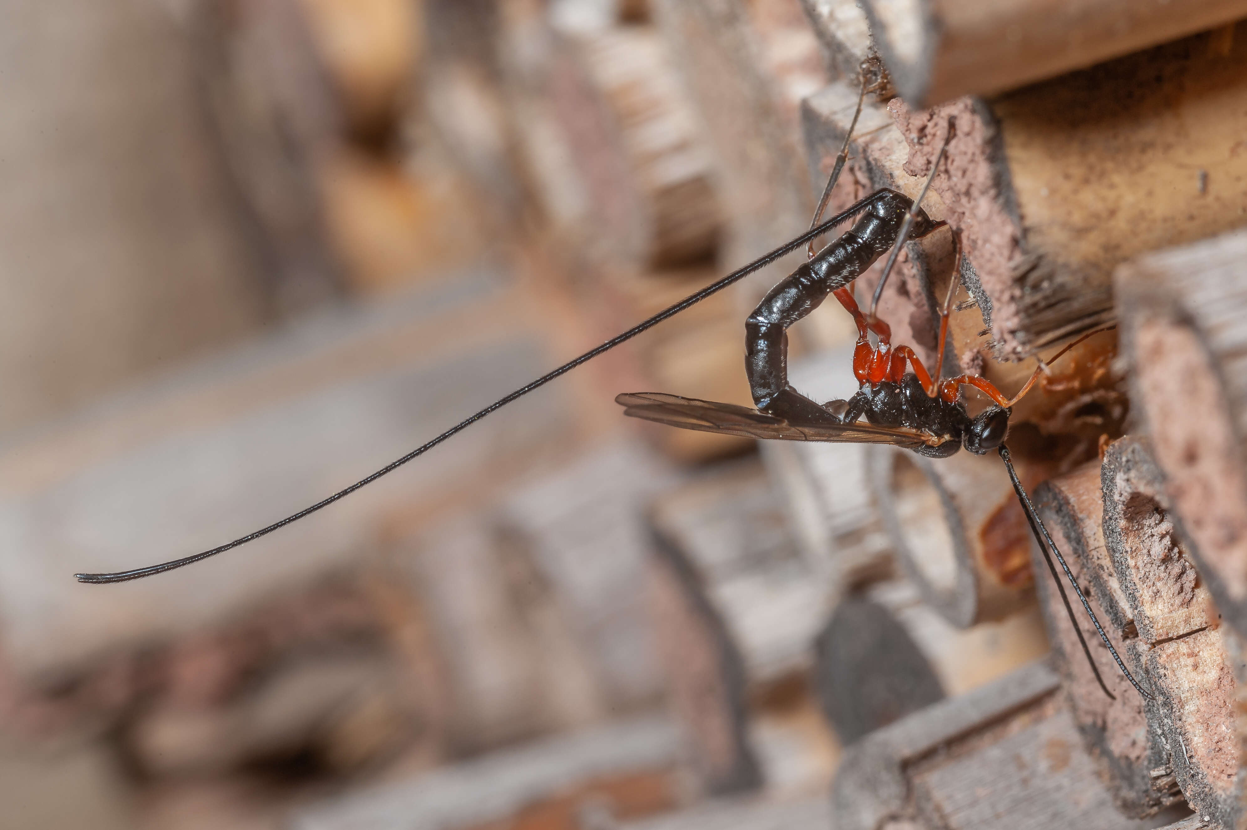 Image of ichneumon wasps