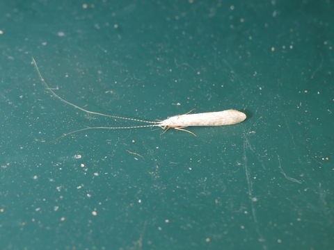 Image of Nectopsyche albida (Walker 1852)