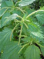 Image de Urtica membranacea Poir.