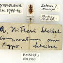 Image of Anophthalmus hitleri Scheibel 1937