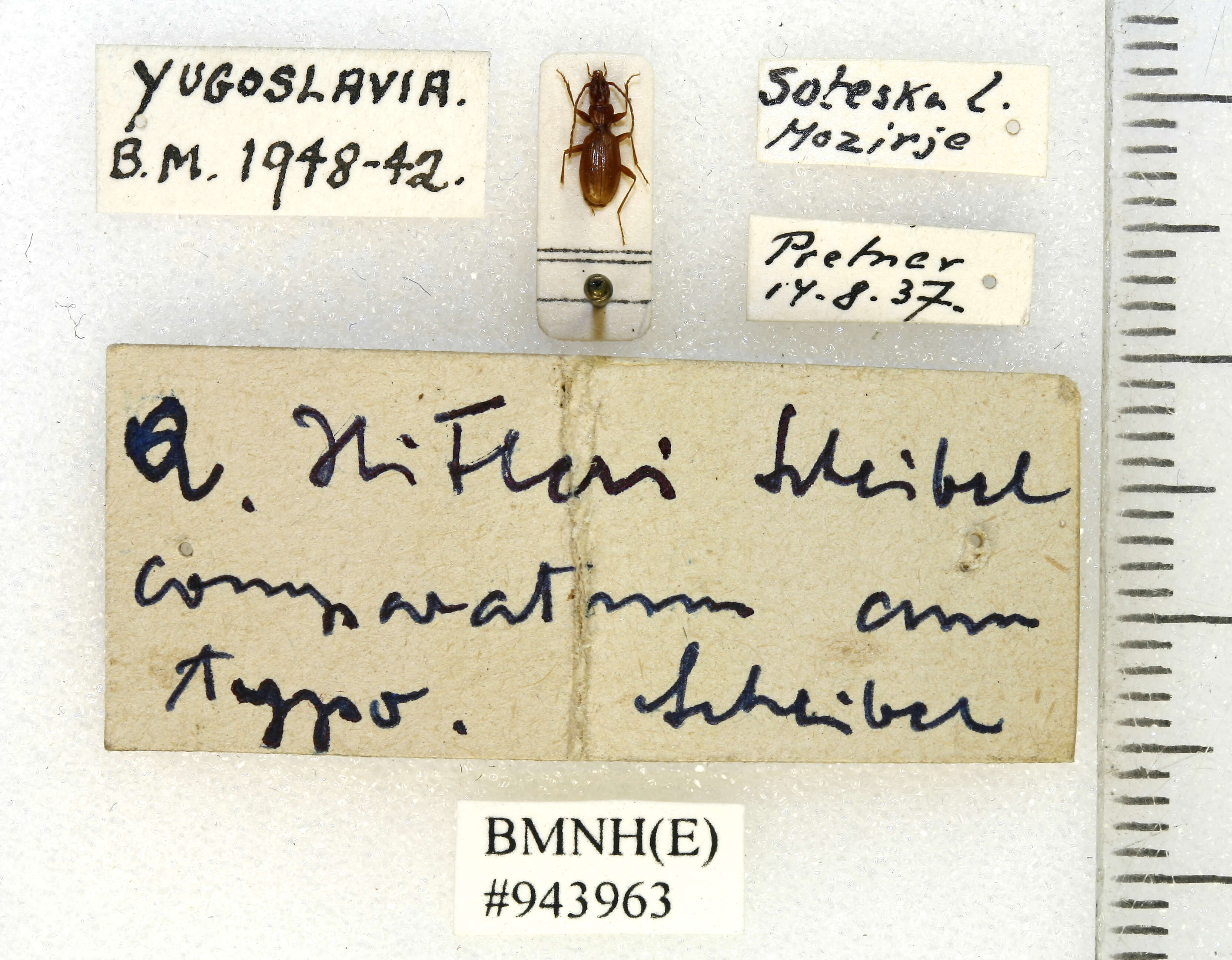 Image of Anophthalmus hitleri Scheibel 1937