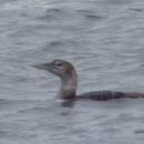 Image of Gavia adamsii (Gray & GR 1859)