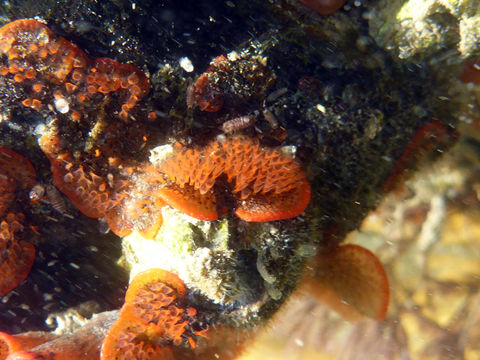 Image of Marine bryozoan