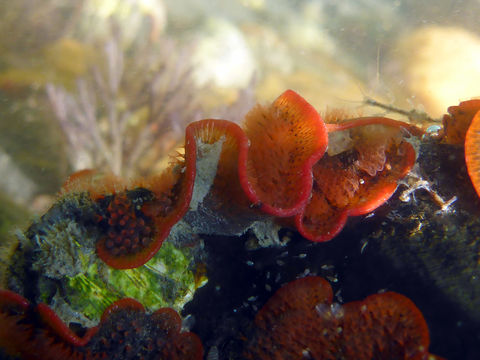 Image of Marine bryozoan