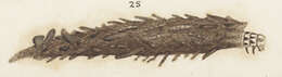 Image of Liothula omnivora Fereday 1878