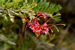 Image of Silky-oak