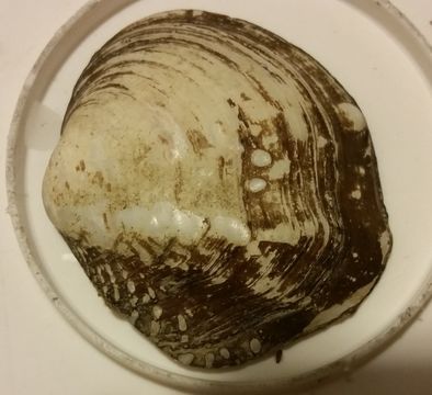Image of Quadrula quadrula (Rafinesque 1820)