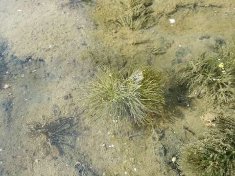 Image of Soft Hornwort