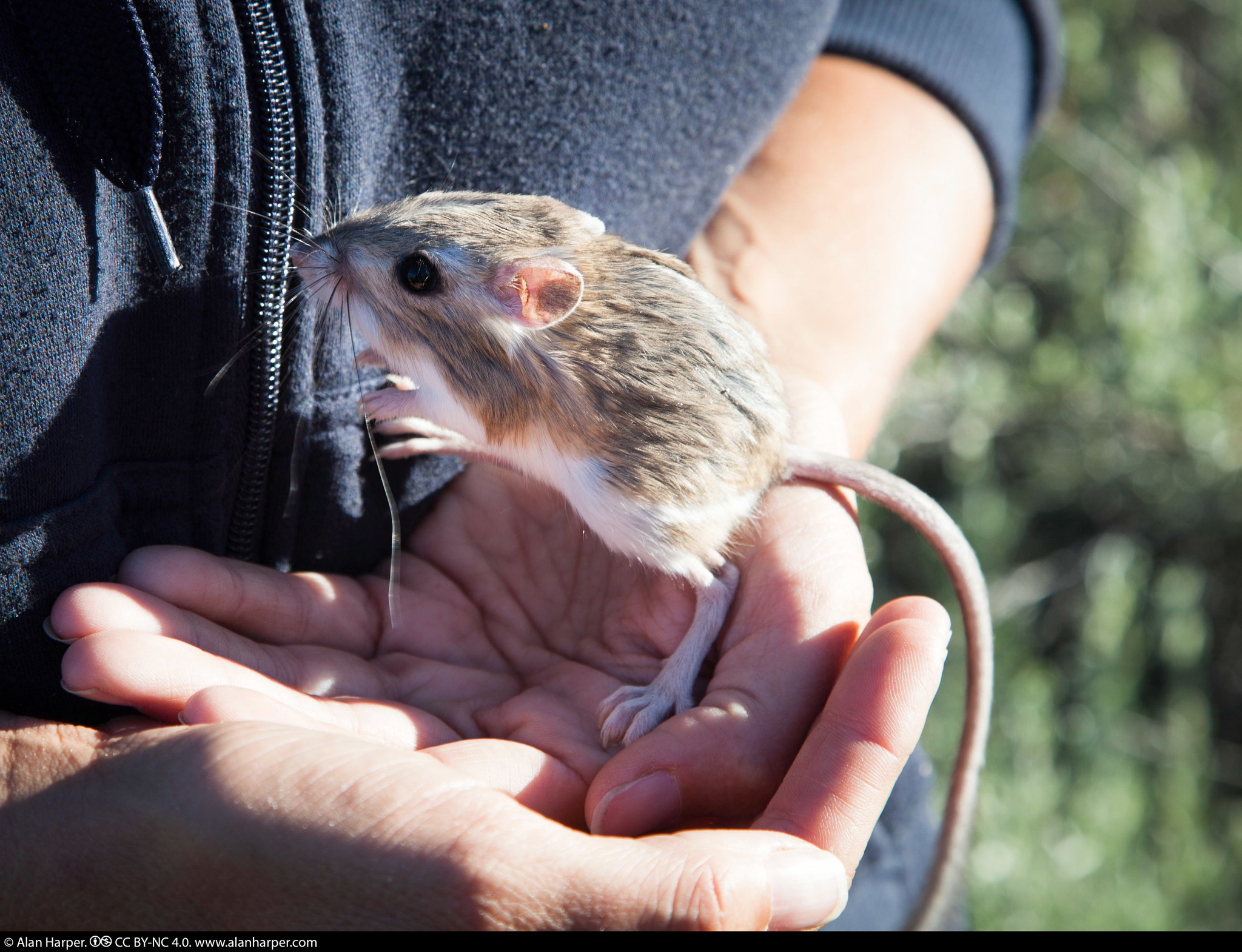 Image of Cabezon kangaroo rat