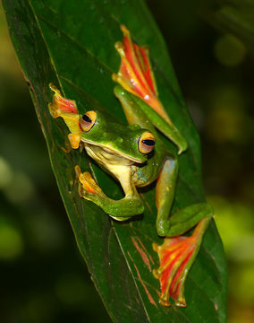 18.https www inaturalist org photos 1816150.580x360