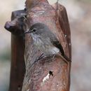Image of Muscicapa adusta (Boie & F 1828)