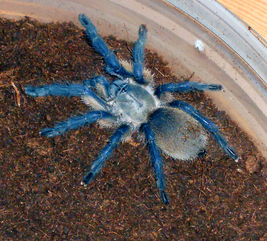 Image of Socotra Island Blue Baboon (tarantula)