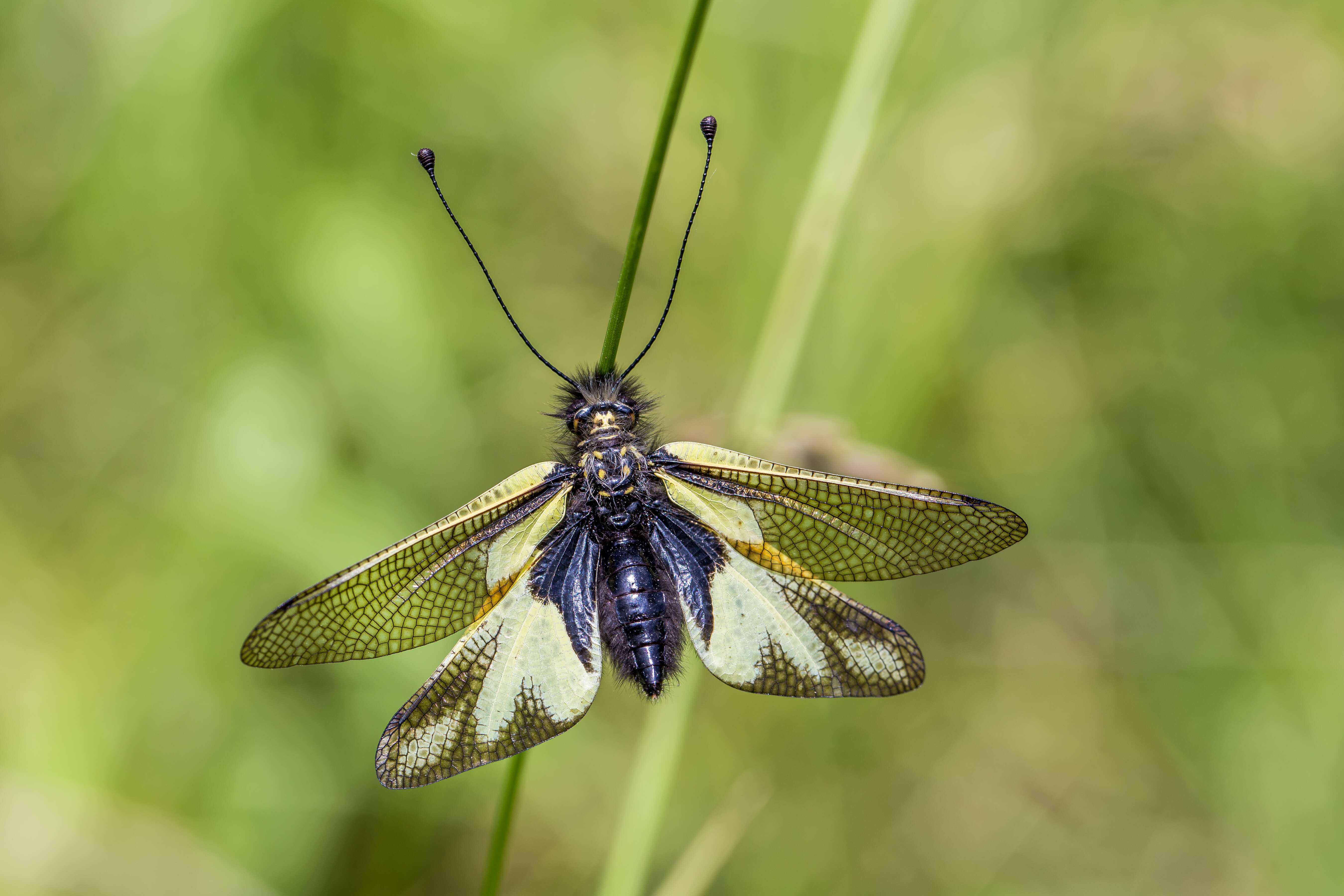 Image of Owly sulphur