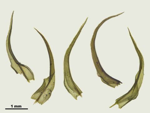 Image of oncophorus moss