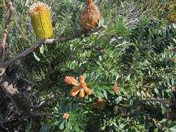 Image of Banksia