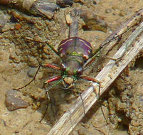 Image of Cicindela (Cicindela) limbalis Klug 1834