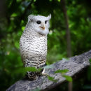 Image of Forest Eagle-owl
