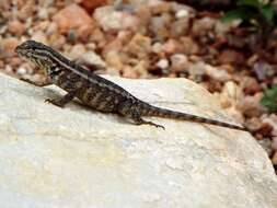 Image of neotropical ground lizards