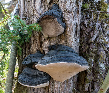 Image of Phellinus tremulae (Bondartsev) Bondartsev & P. N. Borisov 1953