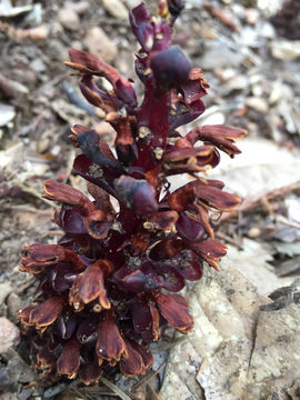 Image of <i>Kopsiopsis strobilacea</i>