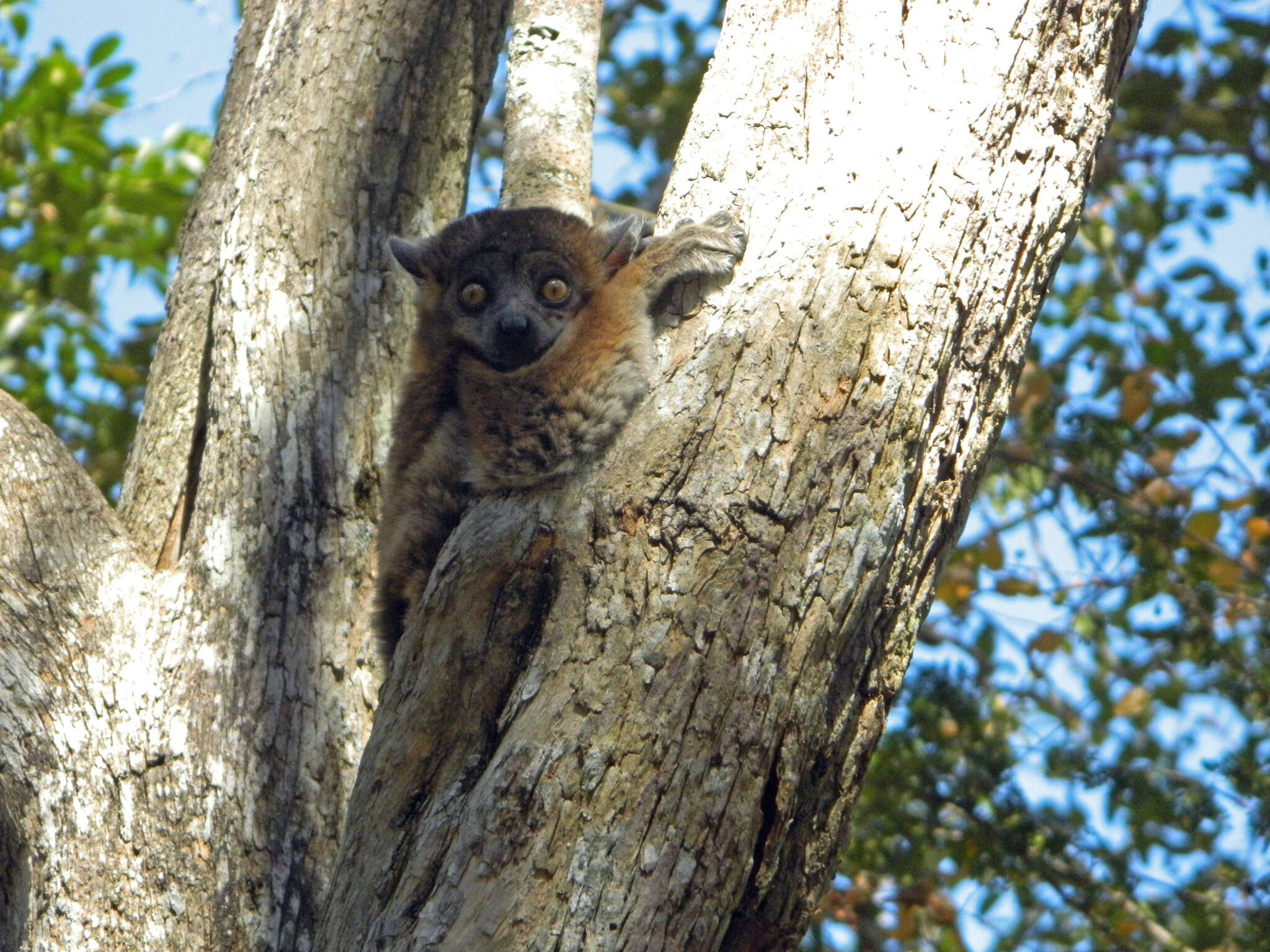 Sivun Lepilemur hubbardi Louis Jr., Engberg, Lei, Geng, Sommer, Randriamampionona, Randriamanana & Zaonarivelo et al. 2006 kuva