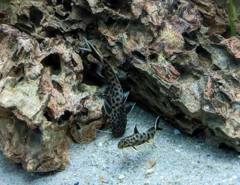 Слика од Synodontis petricola Matthes 1959