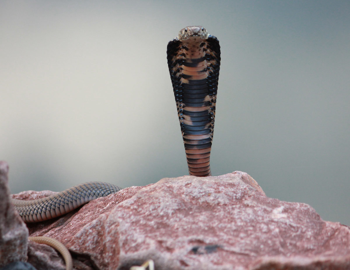 Mozambique Spitting Cobra Encyclopedia Of Life