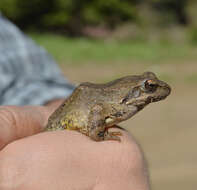 Image of Balkan Stream Frog