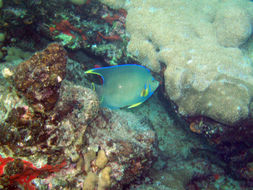 Image of Holacanthus bermudensis Goode 1876