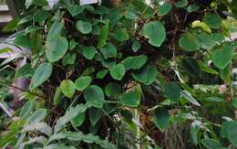 Image of Begonia elaeagnifolia Hook. fil.