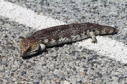 Image of Pinecone lizard