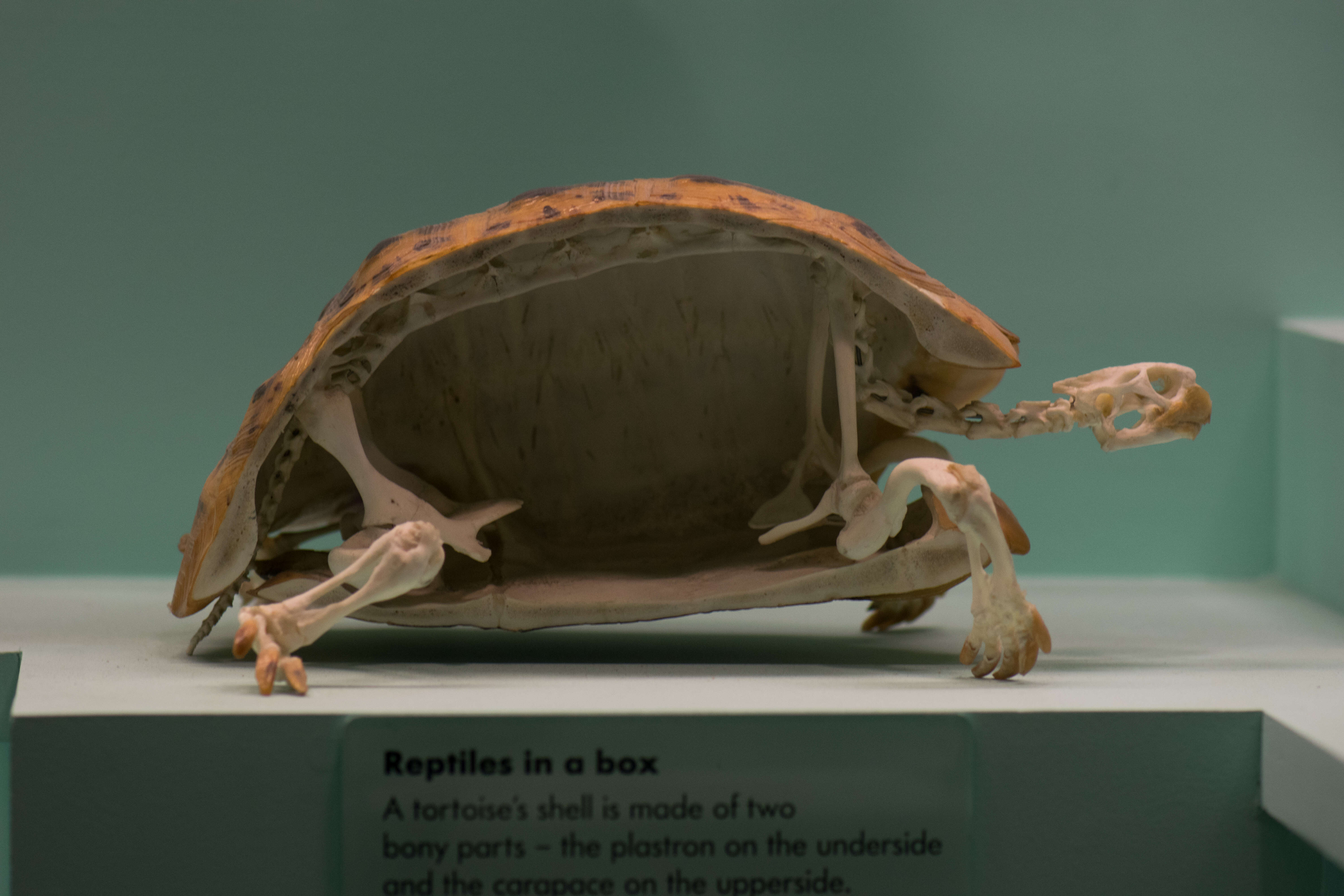 File:Plastron of a turtle shell.jpg - Wikimedia Commons