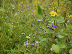 Слика од Smithia purpurea Hook.