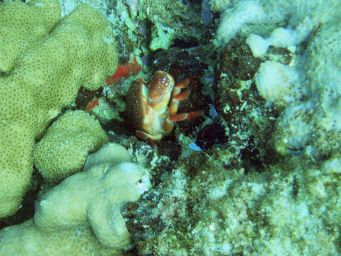 Image of batwing coral crab