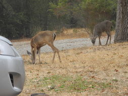Image of Odocoileus hemionus columbianus (Richardson 1829)