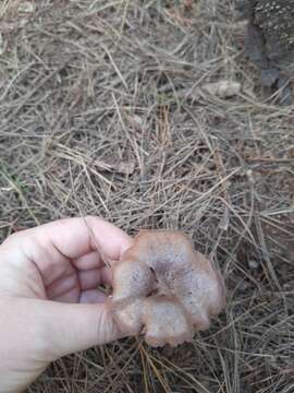 Image of Rufous Milkcap