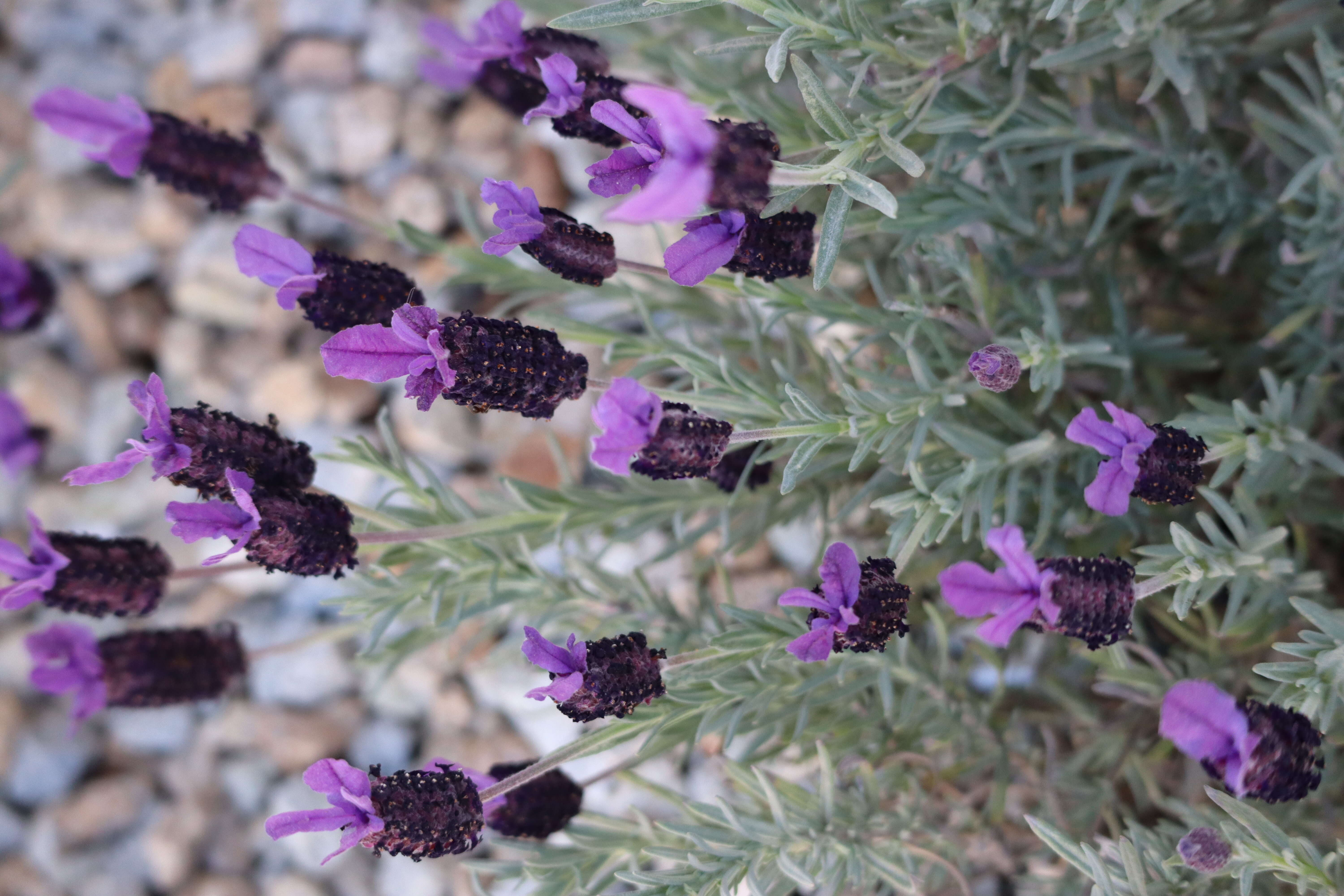 Image of French lavender