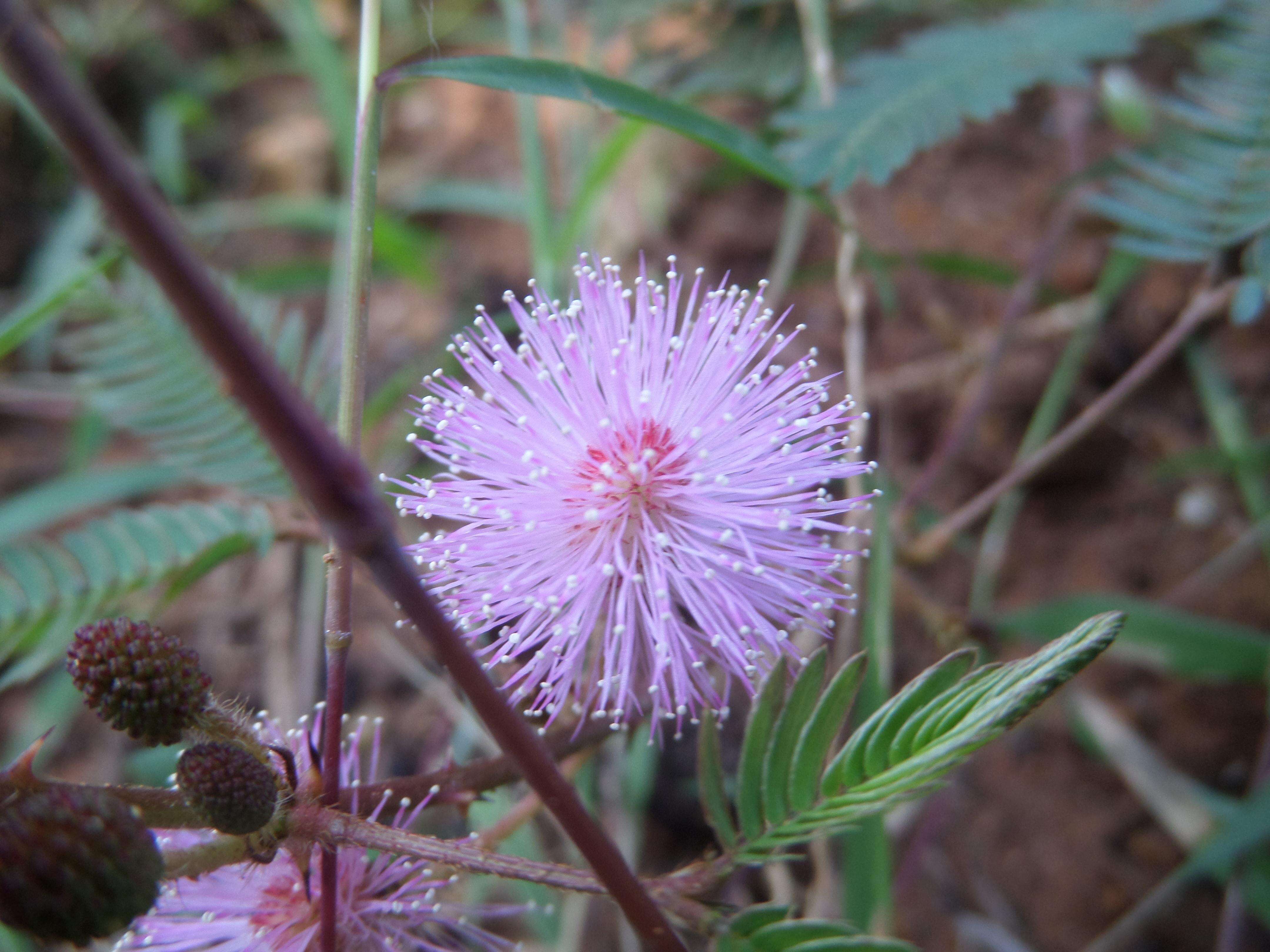 Image of Sensitive Plant