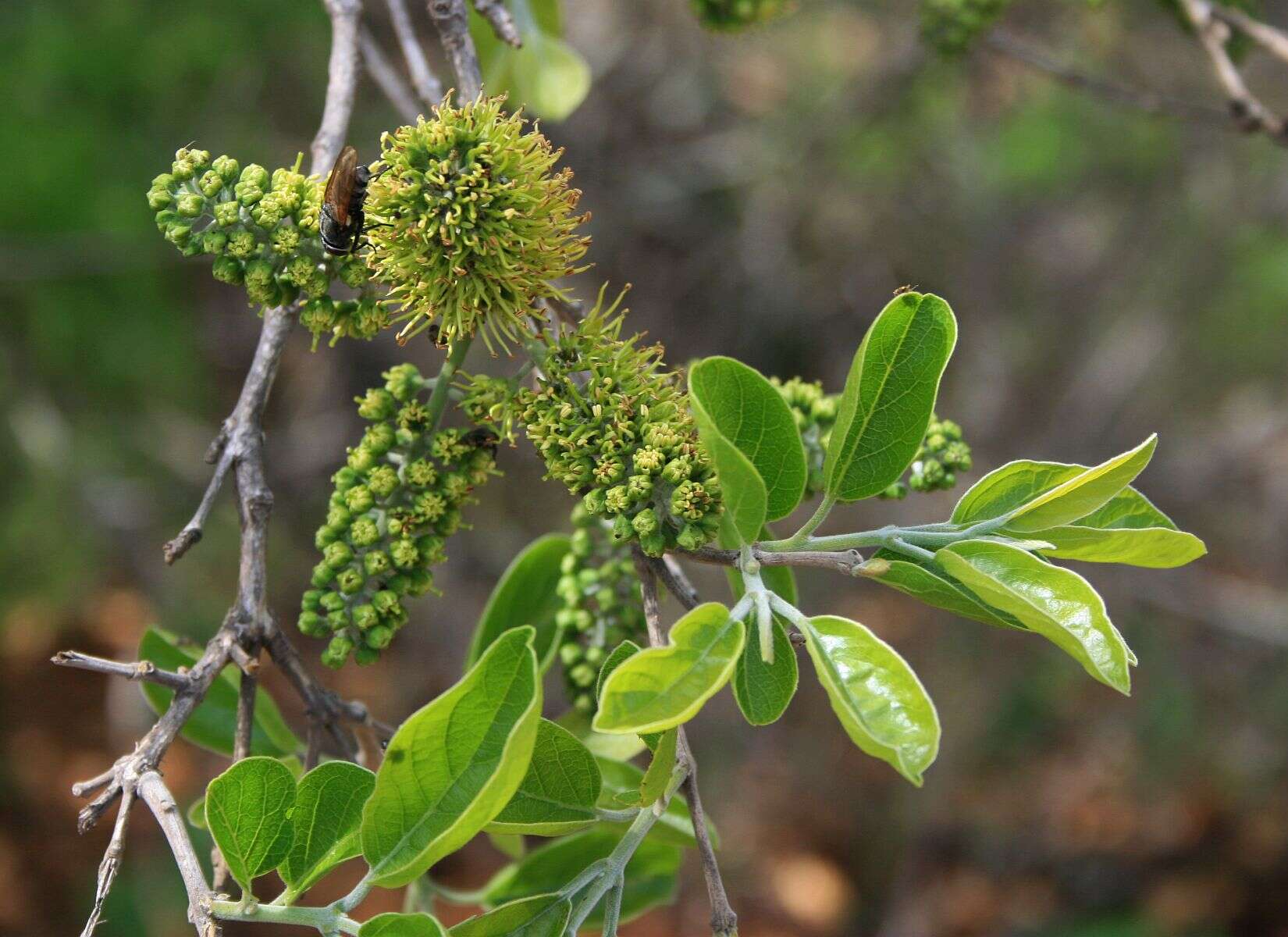 Imagem de Combretum zeyheri Sond.