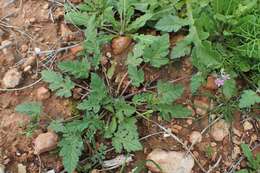 Imagem de Erodium chium (Burm. fil.) Willd.