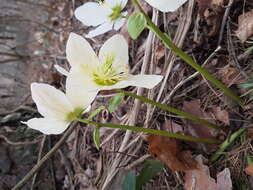 Image of black hellebore