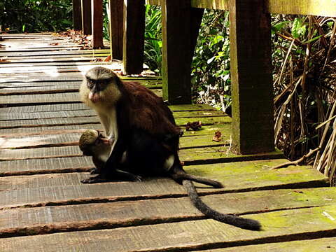 Image of Mona Guenon