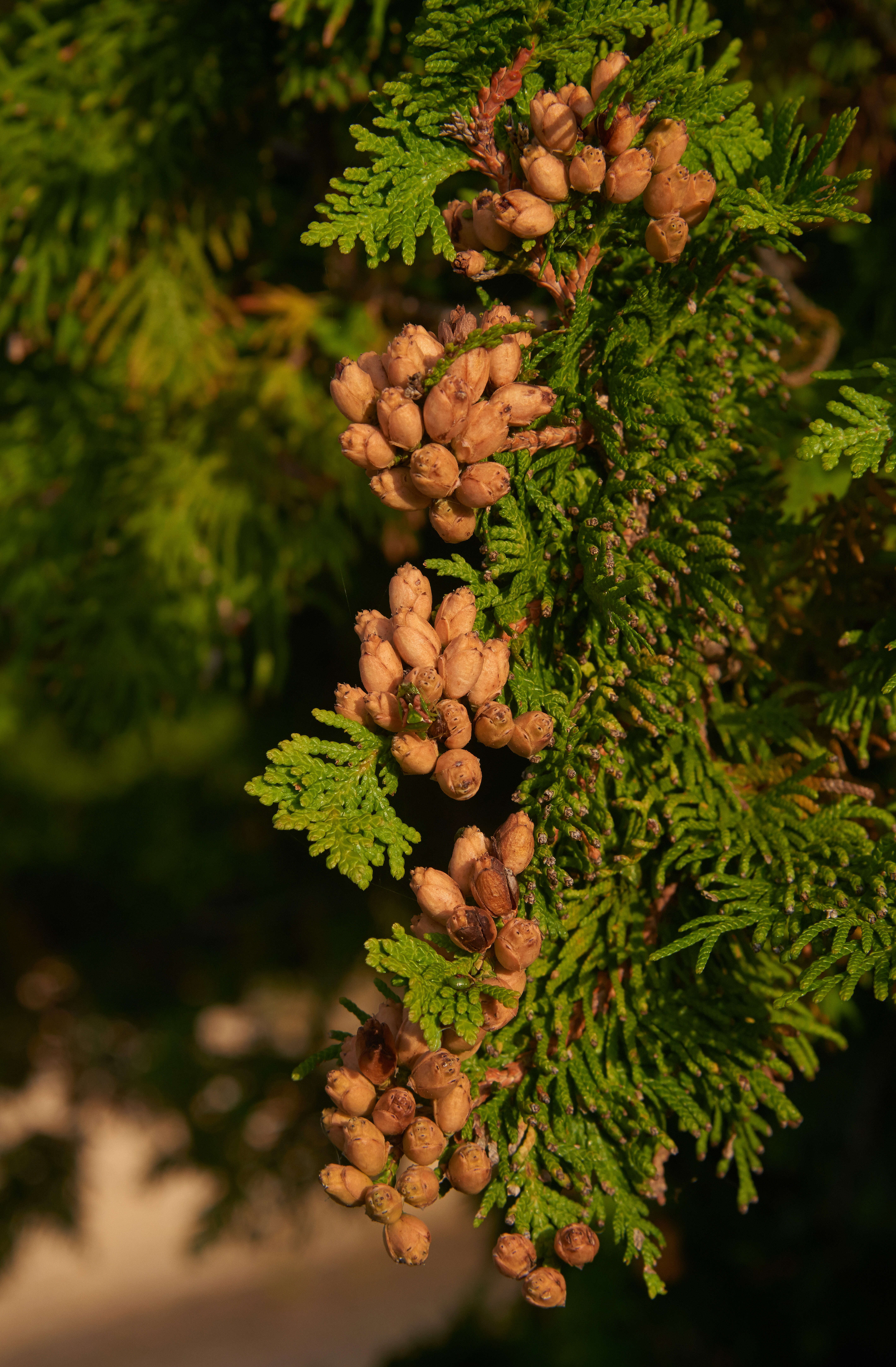 Слика од Cyphostethus tristriatus